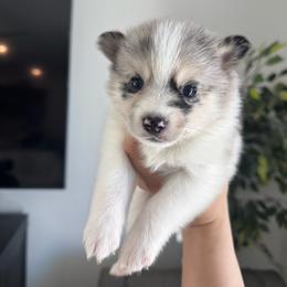 Luna - Silver and white female Pomsky puppy in Goodyear, Arizona from Velvet Pomskies