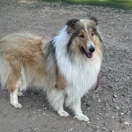Savvy - Collie