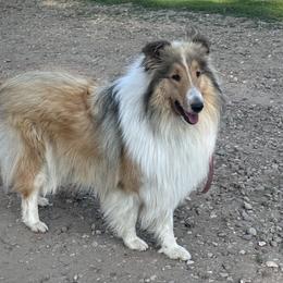 Savvy - Collie
