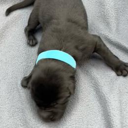 Boy 3 - Black and tan male German Shepherd puppy in Sharon Grove, Kentucky from Julie’s Shepherds