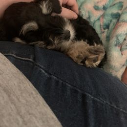 Miniature Schnauzer Puppies from Pemberlyacres