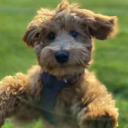Goldendoodles from Riley's Red Doodles