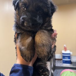 German Shepherd Puppies from Szegi Haus K9 Solutions