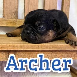 Boy 2 - Black and tan male French Bulldog puppy in Garland, Texas from Brewer's Doodles and French Bulldogs