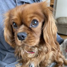 Duke - Cavalier King Charles Spaniel