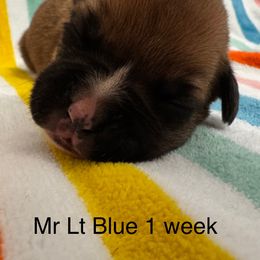 Mr Blue - Fawn male Boxer puppy in Palm Coast, Florida from Starlight Boxer Corner