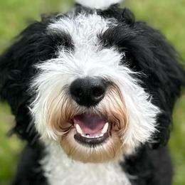 Fiona - Bernedoodle