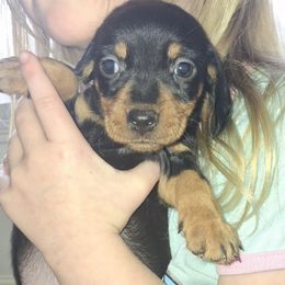 Girl 1 - Black and tan female Dachshund puppy in Oakman, Alabama from MEL Puppies