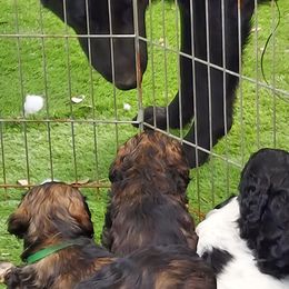 Cocker Spaniels from All American Cocker Spaniels