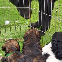 Cocker Spaniels from All American Cocker Spaniels
