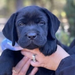 Labrador Retrievers from Mountain Labradors