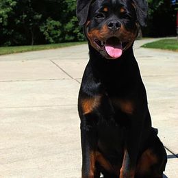 Rottweiler Puppies from Von Fields Rottweiler Kennels