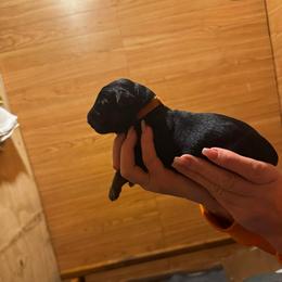 Boy 4 - Black and red male German Shepherd puppy in Snohomish, Washington from Wataha Shepherds