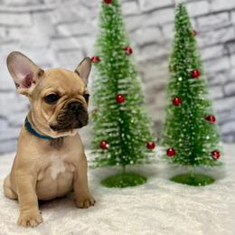 Bourbon - Fawn and white male French Bulldog puppy in Colorado from NOCO French Bulldogs
