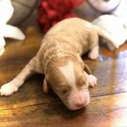 Doc - Red  male Goldendoodle puppy in Bradenton, Florida from Christianna’s Mini Goldendoodles