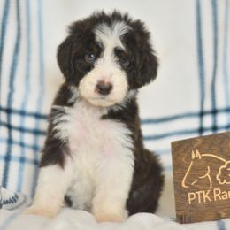 Rosalina - Red tri-color female Aussiedoodle puppy in Delta, Colorado from PTK Ranch