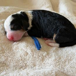 Blue Boy - Tri-color male Bernedoodle puppy in Fort Gibson, Oklahoma from Waggle Doodles