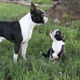 Beagle and Boston Terrier Puppies from Marti Acres ~ Boston Terrier & Beagles
