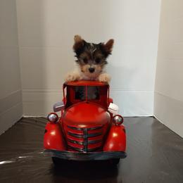 Yorkshire Terrier Puppies from Luvayorkie&more