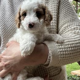 Reef- Brown Collar Boy - male Cavapoochon puppy in Clementon, New Jersey from PitterPatterPuppiesNJ