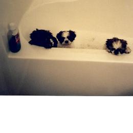 Shih Tzu Puppies from Shih Tzu Dreams Come True