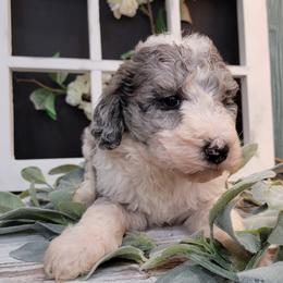 Aussiedoodle and Goldendoodle Puppies from Hunting Creek Kennels