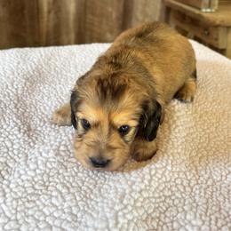 Girl 1 - Red female Dachshund puppy in Randolph, Mississippi from Barnes Family Kennel