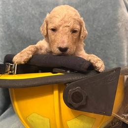 Zeus - Cream male Poodle puppy in Petal, Mississippi from Petal Poodles