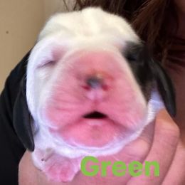 Basset Hound Puppies from Three Boys Bassets