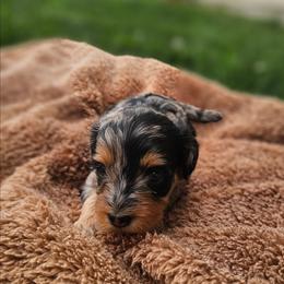 Sparkler - Merle female Cavapoo puppy in Decatur, Illinois from Petite Pups
