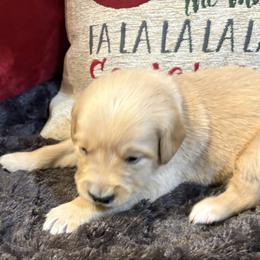 Bella - Light golden female Golden Retriever puppy in Seville, Ohio from Retriever Ranch