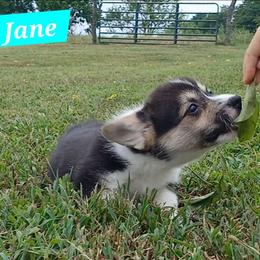 Jane Little Rascals - Black and tan female Pembroke Welsh Corgi puppy in Redfield, Kansas from Owenby's Corgi's