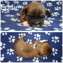 Eddie - Red male Lhasa Apso puppy in Cincinnati, Ohio from Shangri-La Lhasa Apsos