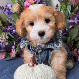 Buddy - Apricot male Maltipoo puppy in Bakersfield, California from Silvia's Maltipoos