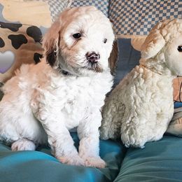 Remie - Parti male Poodle puppy in Casa Grande, Arizona from Arizona's Once Upon A Boston and Poodle ❤️