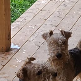 Giant Schnauzer and Lakeland Terrier Puppies from Lazy VL Lakelands