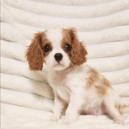 Gumball - Blenheim male Cavalier King Charles Spaniel puppy in Wilburton, Oklahoma from My Kids Kennel