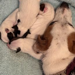 Jack Russell Terrier puppies from Manasota Key Jack Russells