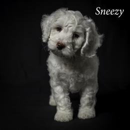 Sneezy - Chalk male Australian Labradoodle puppy in Cashmere, Washington from Mountain Home Doodles