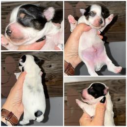 Mr. Oreo Fancy Pants - Parti male Yorkshire Terrier puppy in Cleveland, Tennessee from Moody’s Morkies and More AND Southern Charm Precious Paws