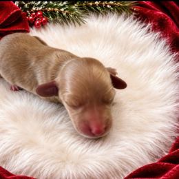 Merry - Cream female Dachshund puppy in Sebring, Florida from Mini Weenies