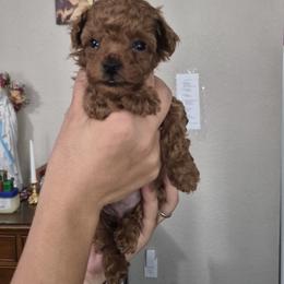 Rusty - Red  male Poodle puppy in Chandler, Arizona from Fabi toy Poodle