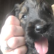 Boy 1 - Briard puppy in Frankford, West Virginia from Honey Bee Hill