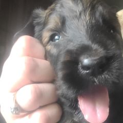Boy 1 - Briard puppy in Frankford, West Virginia from Honey Bee Hill