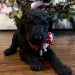 Espresso - Black female Goldendoodle puppy in Arlington, Texas from Chambers Doodle Patch