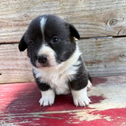 Benjamin - Brindle and white male American Corgi puppy in Preston, Idaho from KC Bar
