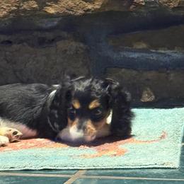 Miss Dolly - Black and cream female Dachshund puppy in Fort Worth, Texas from Louis' Litters