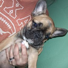 Bella - Fawn and white female French Bulldog puppy in Canton, Texas from A&B 4ever Frenchies