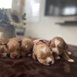 Australian Labradoodle puppies from Desert Diamond Labradoodles