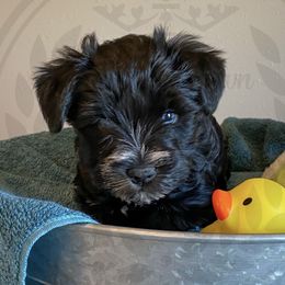 Miniature Schnauzer Puppies from Laurel Crown Schnauzers